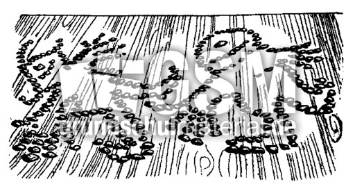 Max-Moritz-sw 7 11.gif